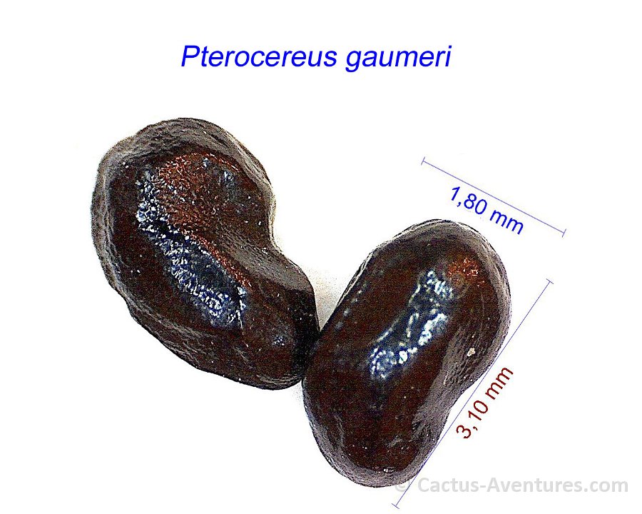 Pterocereus gaumeri